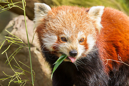 红熊猫 火狐或小熊熊猫野生动物环境富根热带动物宠物毛皮动物园小吃叶子图片