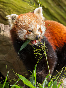 红熊猫 火狐或小熊熊猫小吃野生动物宠物哺乳动物富根叶子环境热带动物毛皮图片