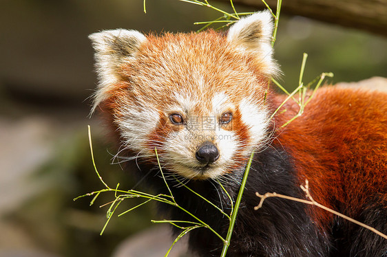 红熊猫 火狐或小熊熊猫野生动物热带动物小吃宠物毛皮叶子竹子富根环境图片