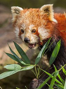 红熊猫 火狐或小熊熊猫宠物环境动物园热带大熊猫哺乳动物富根野生动物叶子动物图片