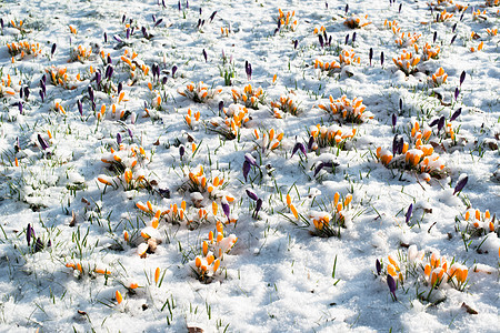 雪中花朵叶子植物群草地花园红花紫色季节宏观植物美丽图片