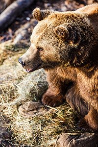 棕熊打猎爪子动物捕食者荒野危险哺乳动物牙齿野生动物攻击图片