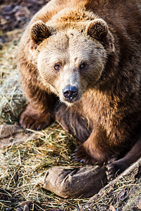 棕熊爪子力量打猎野生动物动物园哺乳动物牙齿危险捕食者荒野图片