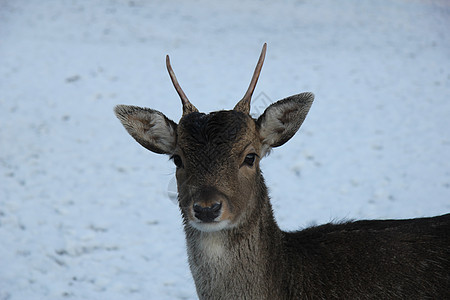 雪中小鹿荒野风景场地乡村白色母鹿公园哺乳动物女性棕色图片