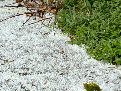 绿色的 白绿的季节植物冷冻白色冰雹图片
