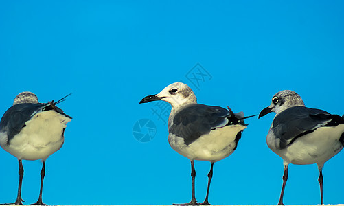 海鸥航班帆布墙纸翅膀水鸟鸟类边界海鸟飞行湿地图片