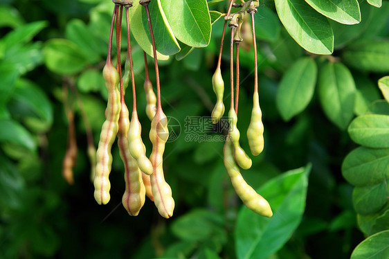 法律形象花生蔬菜黄豆脉冲细绳季豆豆子干果花园图片