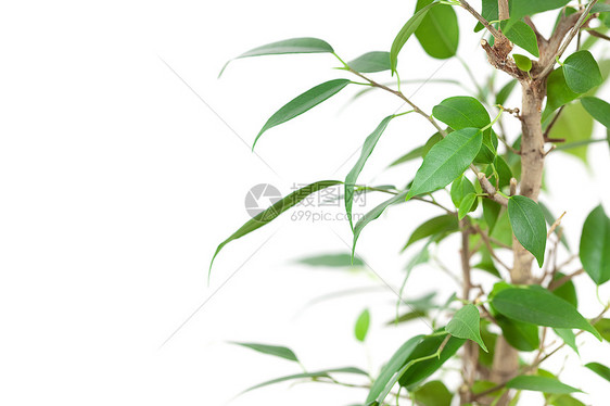 白板上孤立的桌子上的罐子白色文化绿色橡皮衬套叶子菩提植物盆栽爱好图片