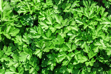 帕斯利香料草本植物香菜叶子团体苗床园艺植物农业蔬菜图片