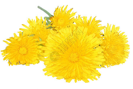 千当度草本植物花束花瓣黄色植物花朵背景图片