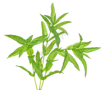 薄粉香料叶子草本植物枝条药品薄荷草本植物图片