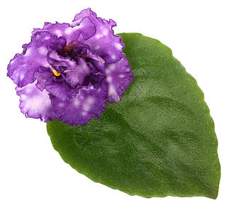 紫外特写花瓣紫色植物图片