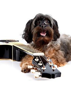狗和吉他爱好细绳爪子猎犬音乐旋律犬类乐趣毛皮宠物图片