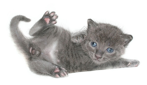 小猫猫咪小动物灰色动物宝贝猫科动物宠物短发图片