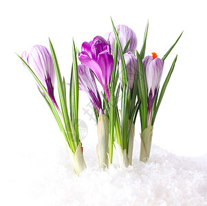 雪中的雪滴花瓣紫丁香白色花束红花植物叶子卡片图片