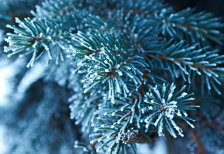 芽树上的冬霜针叶墙纸松树枞树雪花云杉场景木头季节宏观图片