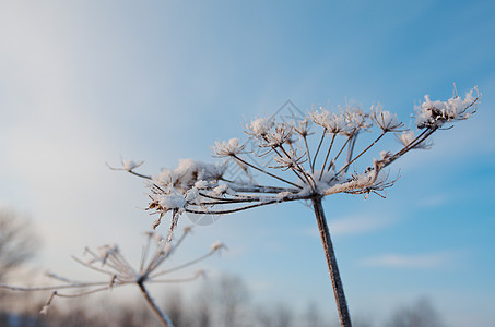冬天的风景 冻结的花朵白色树木天空旅行蓝色雪堆场景森林季节仙境图片