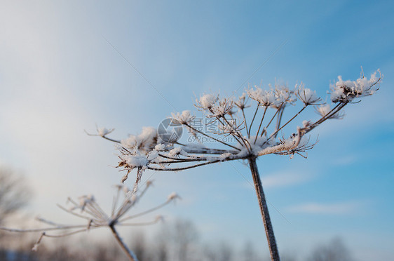 冬天的风景 冻结的花朵白色树木天空旅行蓝色雪堆场景森林季节仙境图片