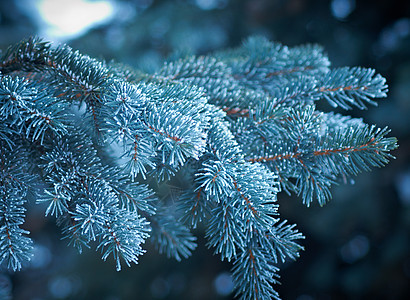 芽树上的冬霜松树太阳天气季节雪堆云杉宏观针叶墙纸雪花图片