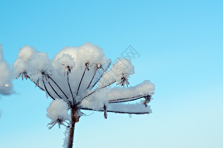 冬天的风景 冻结的花朵森林场景蓝色白色树木季节天空旅行雪花雪堆图片