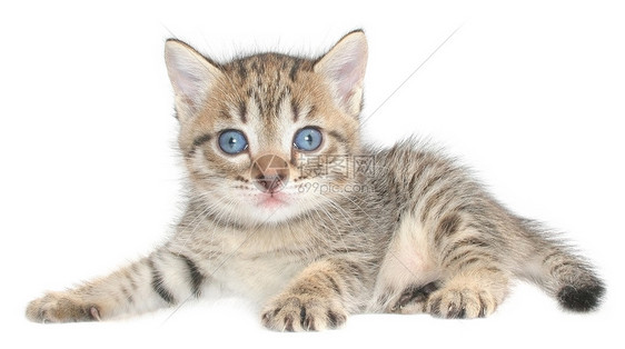 小猫猫科动物宠物小动物月经期条纹宝贝短发猫咪动物图片