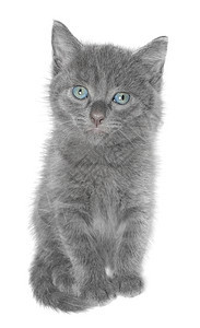 小猫小动物灰色猫科动物猫咪动物宝贝宠物短发图片