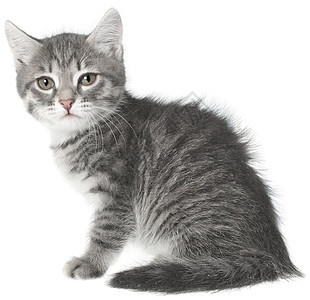 英国小猫动物灰色猫咪条纹宠物猫科动物宝贝小动物短发图片