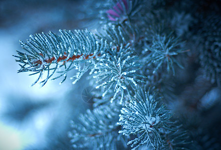 芽树上的冬霜雪堆场景枞树云杉墙纸针叶松树太阳雪花天气图片