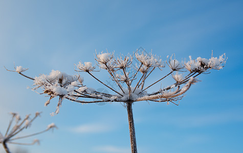 冬天的风景 冻结的花朵季节天空仙境旅行白色树木场景雪花雪堆森林图片