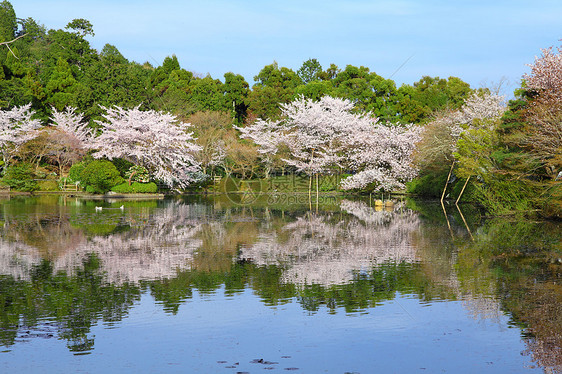 京都樱花花图片