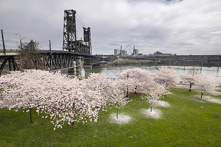 维拉梅特河沿岸的樱花图片