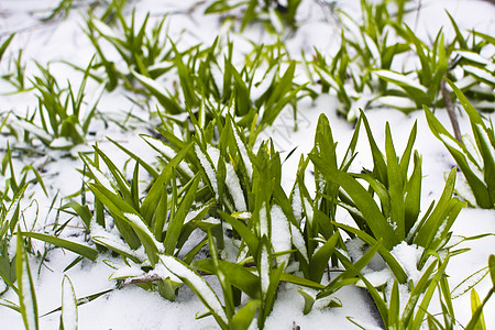 雪中的绿草植物大雪薄片生长火花活力唤醒图片