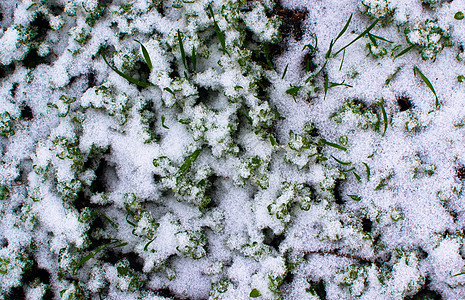 雪中的绿草活力薄片火花大雪植物唤醒生长图片