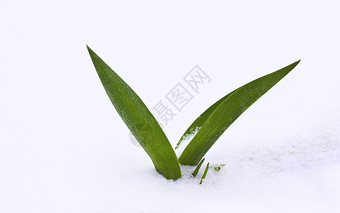 雪中的绿草大雪植物火花活力生长唤醒薄片图片