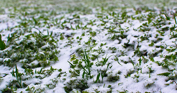 雪中的绿草活力植物唤醒火花大雪薄片生长图片