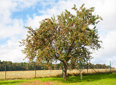 苹果树果园红色季节性园艺分支机构水果公园画板叶子生长图片