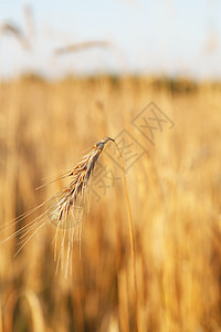 谷谷植物蓝色农业食物日落粮食生长种子乡村金子农场图片