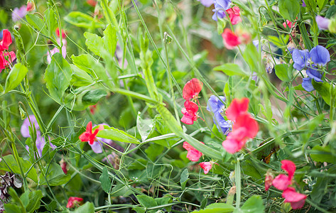 甜豆蔬菜绿色花园蓝色攀缘登山者植物叶子植物群粉色图片