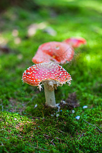 上面的Amanita宏观植物地面生物苔藓生长森林菌类生物学荒野图片