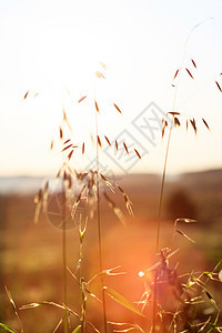 夕阳日光夏植物阳光荒野稻草太阳农村培育场地国家黄色日落图片