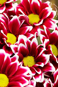 菊花枸杞菊花作为背景画幅粉色植物花园植物学妈妈们生长民众园艺环境背景