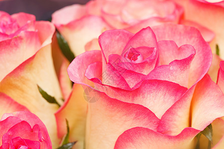 漂亮的玫瑰花婚礼新娘淋浴活力花束香气疗法植物芳香花瓣图片