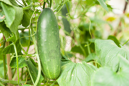 黄瓜睫毛农业食物场地蔬菜绿色叶子生产花园生物图片