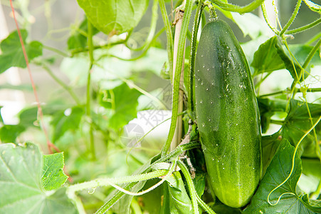 黄瓜绿色睫毛生产生物蔬菜农业花园农场植物场地图片