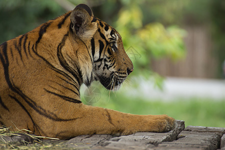 老虎条纹捕食者愤怒生活丛林荒野森林野猫食肉打猎图片