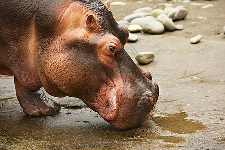 希波头哺乳动物危险身体婴儿动物园粉色野生动物荒野棕色眼睛图片