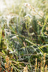 夏季和科布网圆圈植物漏洞蜘蛛植物群叶子迷宫网络蛛网冠冕图片