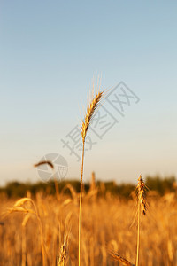 谷谷植物日落粮食金子种子稻草食物农村生长谷物农场图片