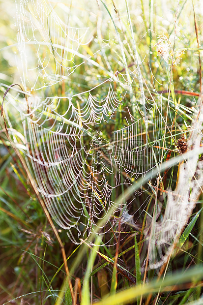 夏季和科布网生长液体圆圈迷宫叶子蛛网蜘蛛网络冠冕昆虫图片