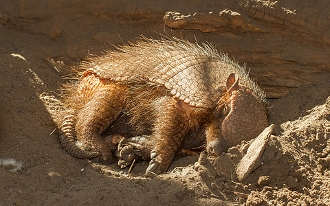 睡觉的臂章绒毛挖掘机犰狳耳朵沙漠条纹睡眠爪子哺乳动物生活图片